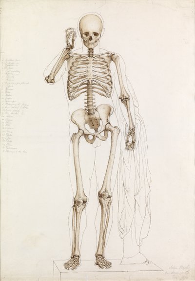 Anatómiai tanulmány: Az emberi csontváz, Contrapposto, 1870 alkotó: John Bathe