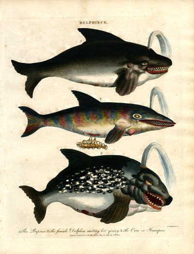 Delfinek (Delphinus) alkotó: John Chapman