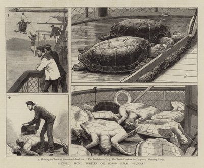 Teknősök hazahozatala a HMS Jumna fedélzetén alkotó: John Charles Dollman