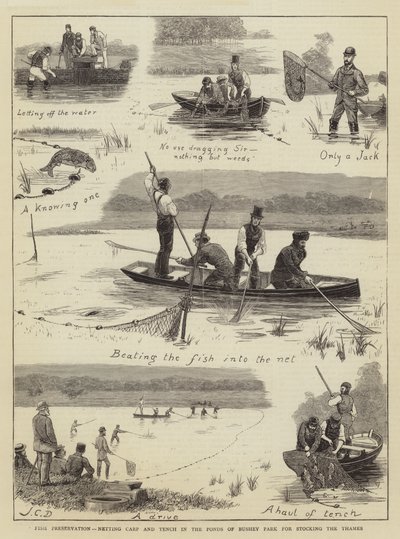 Halmegőrzés, pontyok és csónak hálózása a Bushey Park tavaiban a Temze telepítéséhez alkotó: John Charles Dollman