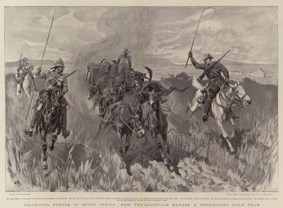 Takarmánygyűjtés Dél-Afrikában, hogyan irányítják a gyarmatiak a Tűzálló Öszvércsapatot alkotó: John Charlton