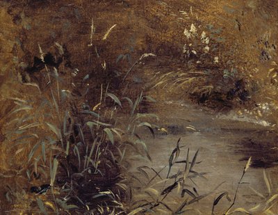 Rushes by a Pool, 1821 körül (olaj, papír a fedélzeten) alkotó: John Constable