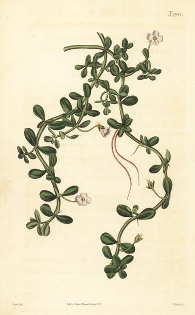 Brahmi vagy vízi izsóp, Bacopa monnieri alkotó: John Curtis