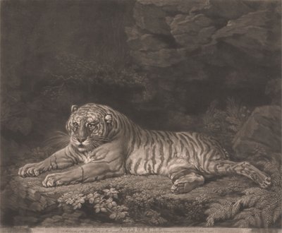 Egy Tigris alkotó: John Dixon