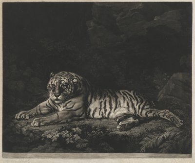 Egy Tigris alkotó: John Dixon after George Stubbs