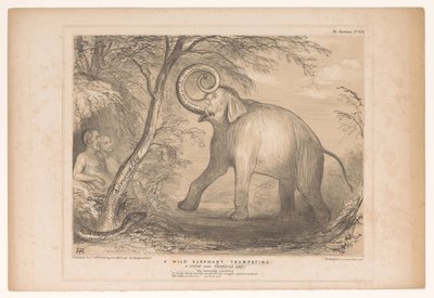 Spotprent találkozott Lord Ellenborough-val, mint vad olifant Egy vad elefánt trombitál. Jelenet az Elveszett Paradicsomból! (cím a tárgyon) HB Sketches (sorozat címe az objektumon) alkotó: John Doyle