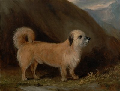 Egy Dandie Dinmont terrier alkotó: John E. Ferneley