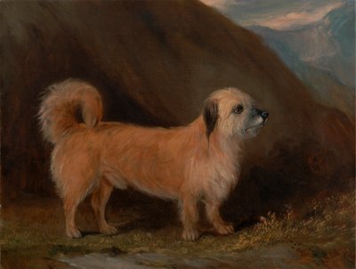 Egy Dandie Dinmont terrier alkotó: John E. Ferneley Jr.
