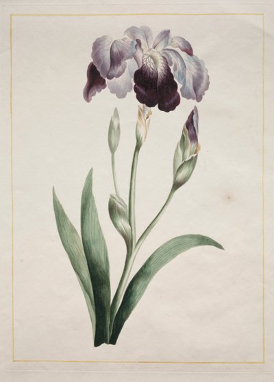 Japán írisz nagy kék írisz, 1801. alkotó: John Edwards