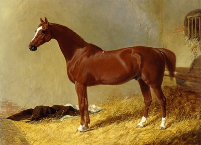 Egy öböli versenyló egy istállóban, 1843 alkotó: John Frederick Herring Senior