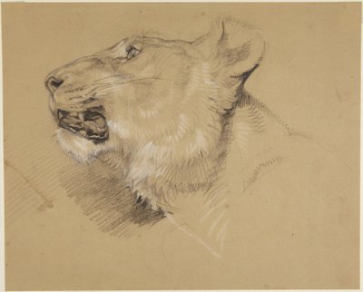 Oroszlánnőstény feje alkotó: John Frederick Lewis