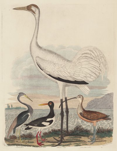 louisianai gém, osztrigafogó, karikás daru és hosszúcsőrű gém alkotó: John G. Warnicke after Alexander Wilson