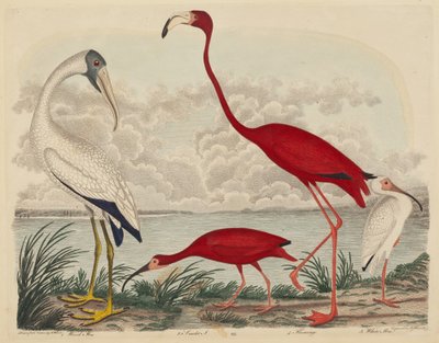 Wood Ibis, Scarlet Ibis, Flamingo és White Ibis alkotó: John G. Warnicke after Alexander Wilson