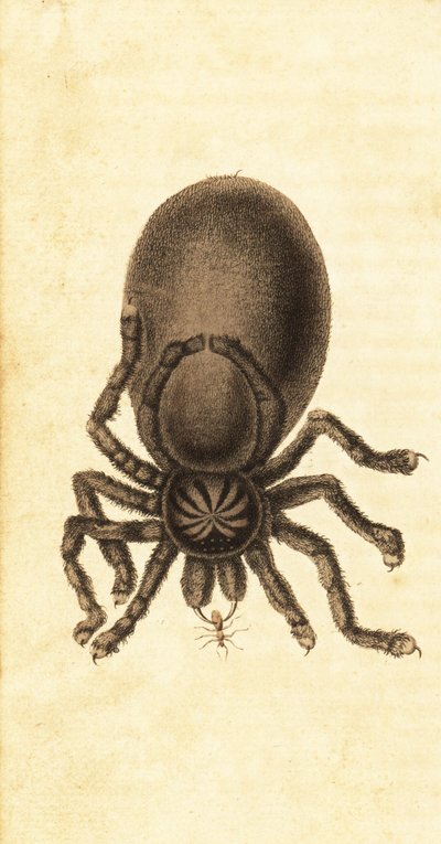 Pinktoe tarantula, Avicularia avicularia. ,1800 (metszet) alkotó: John Gabriel Stedman