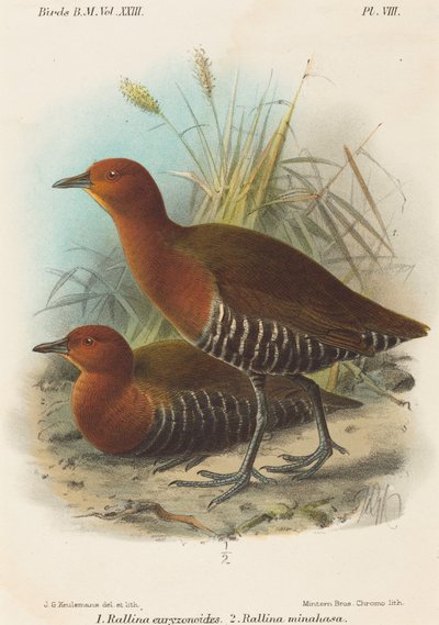 Fülöp-szigetek madarai alkotó: John Gerrard Keulemans