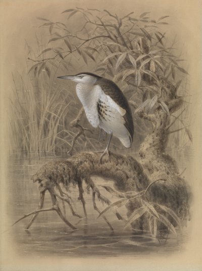 Kis keselyű, Ixobrychus minutus alkotó: John Gerrard Keulemans