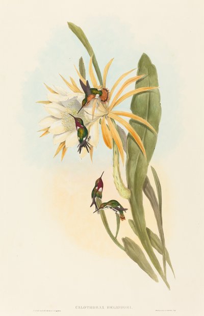 Calothorax heliodori. Alkotók: John Gould, Henry Constantine Richter. alkotó: John Gould and Henry Constantine Richter John Gould and Henry Constantine Richter