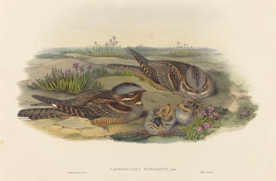 Caprimulgus europaeus Nightjar. Alkotók: John Gould, Henry Constantine Richter. alkotó: John Gould and Henry Constantine Richter John Gould and Henry Constantine Richter