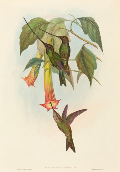 Docimastes ensiferus Kardcsőrű kolibri. Alkotók: John Gould, Henry Constantine Richter. alkotó: John Gould and Henry Constantine Richter John Gould and Henry Constantine Richter
