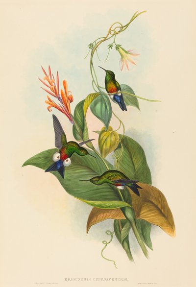 Eriocnemis cupreiventris Rézszellőző Puff-Leg. Alkotók: John Gould, Henry Constantine Richter. alkotó: John Gould and Henry Constantine Richter John Gould and Henry Constantine Richter