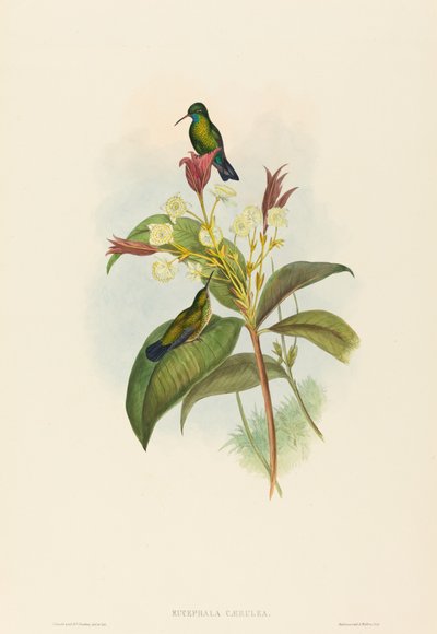 Eucephala caerulea Kék állú zafír. Alkotók: John Gould, Henry Constantine Richter. alkotó: John Gould and Henry Constantine Richter John Gould and Henry Constantine Richter