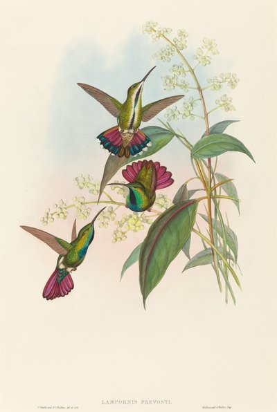Lampornis prevosti. Alkotók: John Gould, Henry Constantine Richter. alkotó: John Gould and Henry Constantine Richter John Gould and Henry Constantine Richter