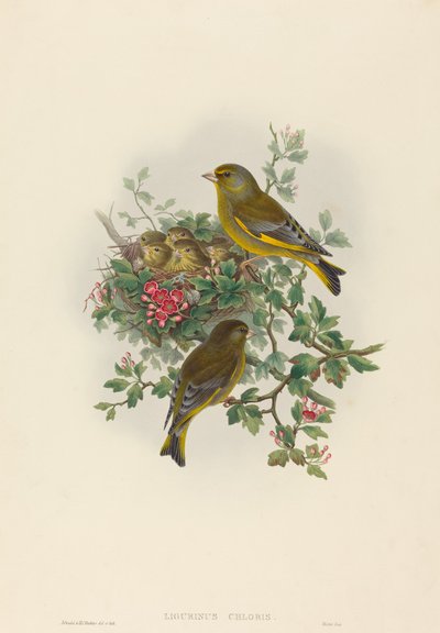 Ligurinus chloris zöldpinty. Alkotók: John Gould, Henry Constantine Richter. alkotó: John Gould and Henry Constantine Richter John Gould and Henry Constantine Richter