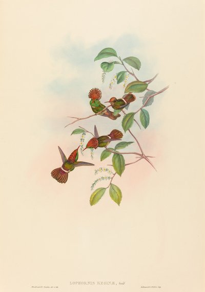 Lophornas reginae Spangled Coquette. Alkotók: John Gould, Henry Constantine Richter. alkotó: John Gould and Henry Constantine Richter John Gould and Henry Constantine Richter