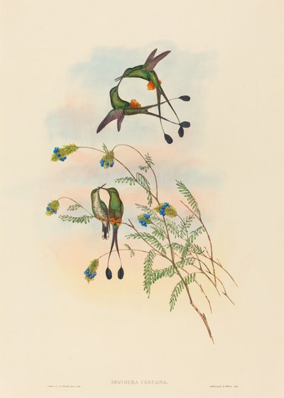 Spathura peruana Perui Racket-Tail. Alkotók: John Gould, Henry Constantine Richter. alkotó: John Gould and Henry Constantine Richter John Gould and Henry Constantine Richter