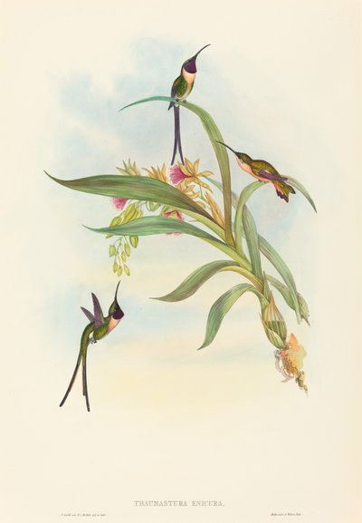 Tharmastura enicura Slender Shear-Tail. Alkotók: John Gould, Henry Constantine Richter. alkotó: John Gould and Henry Constantine Richter John Gould and Henry Constantine Richter