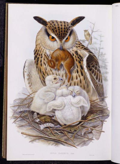 Egy nagy bagoly és fiókák, az "Európa madaraiból", 1832-37 alkotó: John Gould