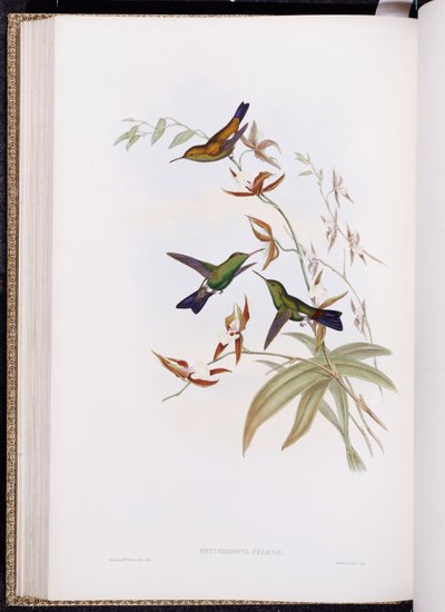 A Trochilidae vagy kolibri család monográfiája, 1849-61 között alkotó: John Gould