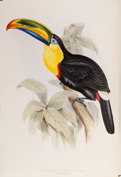 A Ramphastidae vagy a tukánok családjának monográfiája, első kiadás, 1834-ben alkotó: John Gould