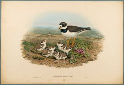 Aegialitis Hiaticula – gyűrűs lile (színes lithoszöveg szőtt papíron) alkotó: John Gould