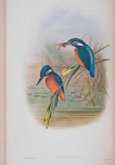 Alcedo Ispida, tányér a The Birds of Great Britain-ből, John Gouldtól, 1862-73 között (kézzel színezett litho) alkotó: John Gould