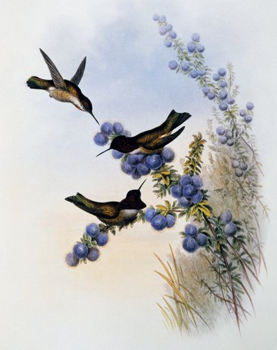 Anna kolibri (Calypte anna), metszet a Trochilidae vagy Kolibri monográfiájából (1849-1861), John Gould (1804-1881), Egyesült Királyság alkotó: John Gould
