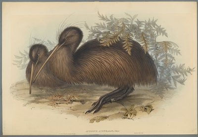 Apteryx Australis (színes lito szőtt papíron) alkotó: John Gould