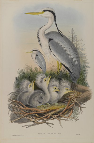 Ardea Cinerea - kócsag alkotó: John Gould