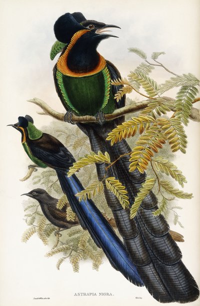 Asztrapiai műtárgy alkotó: John Gould