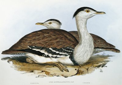 ausztrál túzok (Otis australasianus) alkotó: John Gould