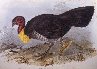 Ausztrál ecsetpulyka (Alectura lathami), John Gould metszet alkotó: John Gould