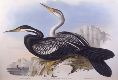 Ausztrál darer (Anhinga novaehollandiae), John Gould metszete alkotó: John Gould
