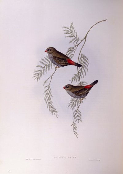Gyönyörű tűzfarkú (Stagonopleura bella), John Gould metszet alkotó: John Gould