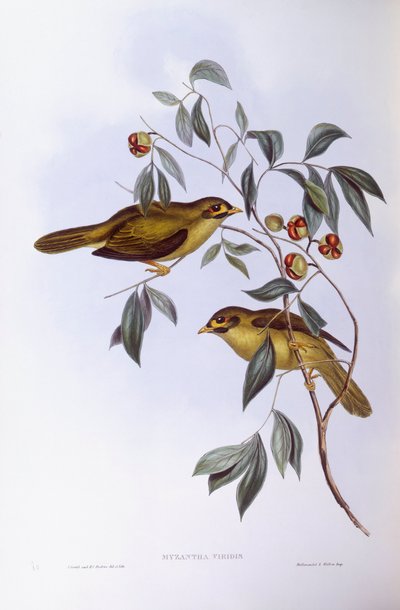 Harangbányász (Manorina melanophrys), John Gould metszete alkotó: John Gould