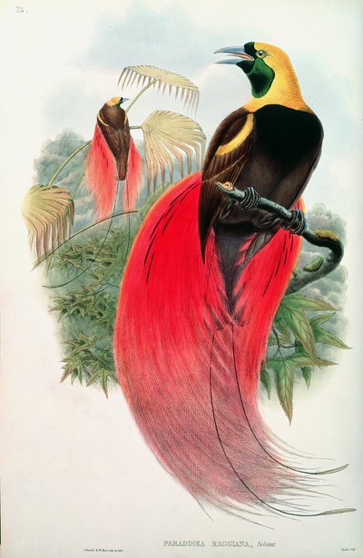 Paradicsommadár, T. Walter metszete alkotó: John Gould