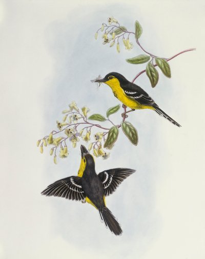 Feketemellű csónakcsőr (Machaerirhynchus nigripectus), John Gould metszet alkotó: John Gould
