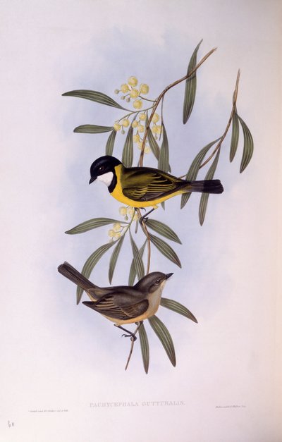Feketefarkú fütyülő (Pachycephala melanura), John Gould metszete alkotó: John Gould