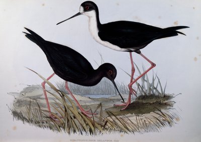 Fekete gólyalábas (Himantopus novaezelandiae), metszet az ausztrál madarakról alkotó: John Gould