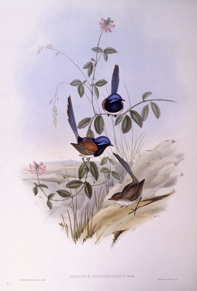 Kékmellű tündérfiú (Malurus pulcherrimus), John Gould metszete alkotó: John Gould