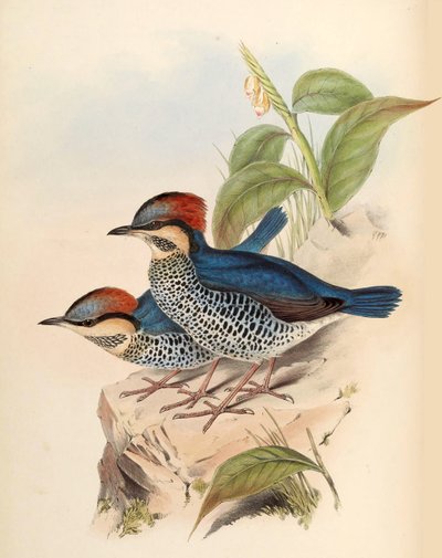 Kék Pitta Pitta cyanea Blyth alkotó: John Gould